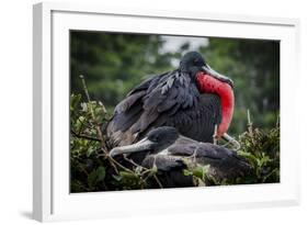 Isla De Plata, Ecuador. Nesting Frigate Bird Pair-Mark Williford-Framed Photographic Print