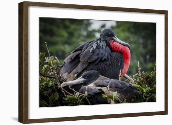 Isla De Plata, Ecuador. Nesting Frigate Bird Pair-Mark Williford-Framed Photographic Print