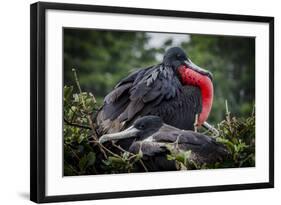 Isla De Plata, Ecuador. Nesting Frigate Bird Pair-Mark Williford-Framed Photographic Print