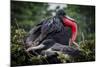 Isla De Plata, Ecuador. Nesting Frigate Bird Pair-Mark Williford-Mounted Photographic Print