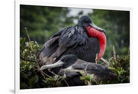 Isla De Plata, Ecuador. Nesting Frigate Bird Pair-Mark Williford-Framed Photographic Print