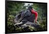 Isla De Plata, Ecuador. Nesting Frigate Bird Pair-Mark Williford-Framed Photographic Print