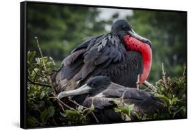 Isla De Plata, Ecuador. Nesting Frigate Bird Pair-Mark Williford-Framed Stretched Canvas
