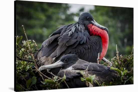 Isla De Plata, Ecuador. Nesting Frigate Bird Pair-Mark Williford-Stretched Canvas