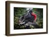 Isla De Plata, Ecuador. Nesting Frigate Bird Pair-Mark Williford-Framed Photographic Print