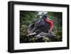 Isla De Plata, Ecuador. Nesting Frigate Bird Pair-Mark Williford-Framed Photographic Print