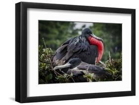 Isla De Plata, Ecuador. Nesting Frigate Bird Pair-Mark Williford-Framed Photographic Print