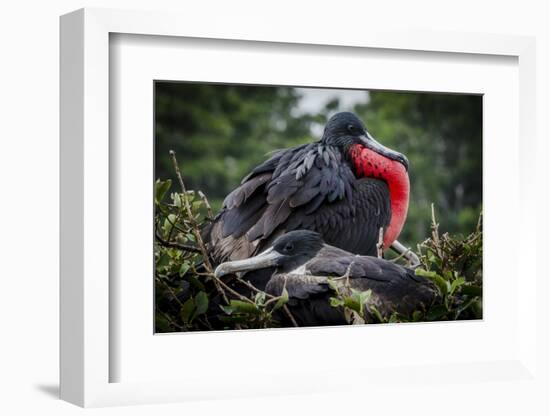 Isla De Plata, Ecuador. Nesting Frigate Bird Pair-Mark Williford-Framed Photographic Print