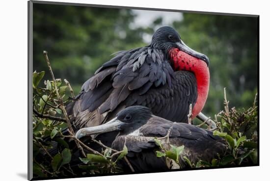 Isla De Plata, Ecuador. Nesting Frigate Bird Pair-Mark Williford-Mounted Photographic Print