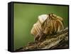 Isla Iguana Wildlife Refuge. Hermit crab.-Merrill Images-Framed Stretched Canvas