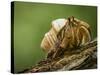 Isla Iguana Wildlife Refuge. Hermit crab.-Merrill Images-Stretched Canvas