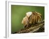 Isla Iguana Wildlife Refuge. Hermit crab.-Merrill Images-Framed Photographic Print