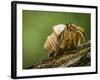 Isla Iguana Wildlife Refuge. Hermit crab.-Merrill Images-Framed Photographic Print