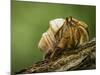 Isla Iguana Wildlife Refuge. Hermit crab.-Merrill Images-Mounted Photographic Print