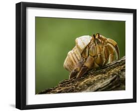 Isla Iguana Wildlife Refuge. Hermit crab.-Merrill Images-Framed Photographic Print