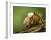 Isla Iguana Wildlife Refuge. Hermit crab.-Merrill Images-Framed Photographic Print