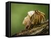 Isla Iguana Wildlife Refuge. Hermit crab.-Merrill Images-Framed Stretched Canvas