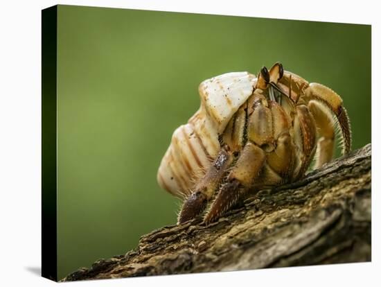 Isla Iguana Wildlife Refuge. Hermit crab.-Merrill Images-Stretched Canvas