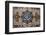 Islamic calligraphy reading Thanks to Allah, Baku, Azerbaijan-Godong-Framed Photographic Print