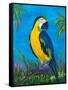 Island Birds II-Julie DeRice-Framed Stretched Canvas