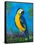 Island Birds II-Julie DeRice-Framed Stretched Canvas