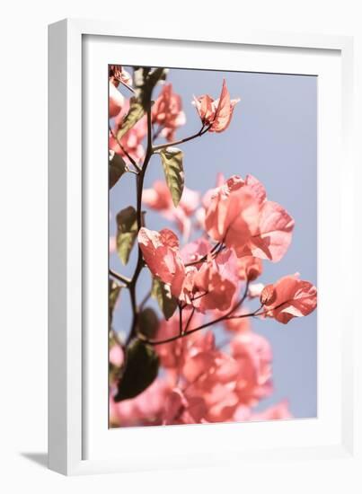 Island Bloom 02-Shot by Clint-Framed Giclee Print