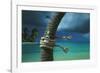 Island Breeze-Chris Simpson-Framed Giclee Print