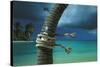 Island Breeze-Chris Simpson-Stretched Canvas