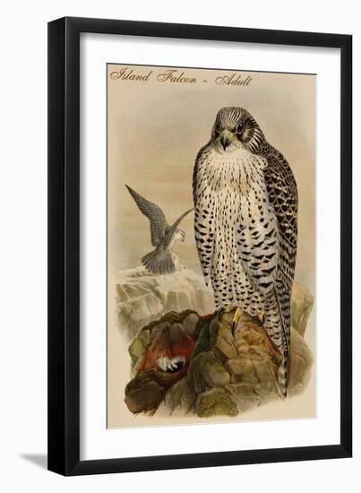 Island Falcon - Adult-John Gould-Framed Art Print