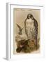 Island Falcon - Adult-John Gould-Framed Art Print