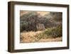 Island Fox Hunting in the Late Afternoon on the Channel Islands, California-Greg Boreham-Framed Photographic Print