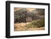 Island Fox Hunting in the Late Afternoon on the Channel Islands, California-Greg Boreham-Framed Photographic Print