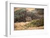 Island Fox Hunting in the Late Afternoon on the Channel Islands, California-Greg Boreham-Framed Photographic Print