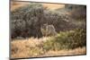 Island Fox Hunting in the Late Afternoon on the Channel Islands, California-Greg Boreham-Mounted Photographic Print