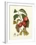 Island Fruits III-Berthe Hoola Van Nooten-Framed Art Print