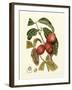 Island Fruits III-Berthe Hoola Van Nooten-Framed Art Print