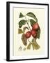 Island Fruits III-Berthe Hoola Van Nooten-Framed Art Print