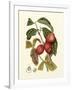 Island Fruits III-Berthe Hoola Van Nooten-Framed Art Print