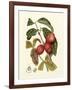 Island Fruits III-Berthe Hoola Van Nooten-Framed Art Print