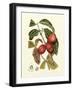 Island Fruits III-Berthe Hoola Van Nooten-Framed Art Print