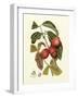 Island Fruits III-Berthe Hoola Van Nooten-Framed Art Print