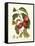 Island Fruits III-Berthe Hoola Van Nooten-Framed Stretched Canvas