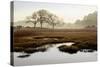 Island Oak Trees-Alan Blaustein-Stretched Canvas