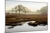 Island Oak Trees-Alan Blaustein-Mounted Photographic Print