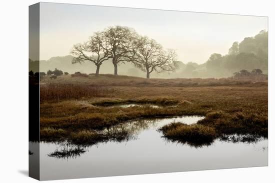 Island Oak Trees-Alan Blaustein-Stretched Canvas