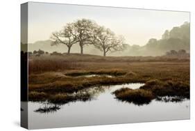 Island Oak Trees-Alan Blaustein-Stretched Canvas