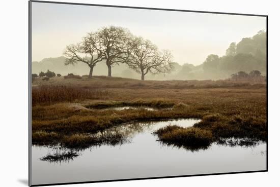 Island Oak Trees-Alan Blaustein-Mounted Photographic Print