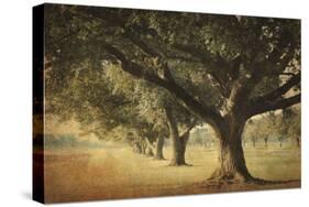 Island Oak-William Guion-Stretched Canvas