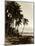 Island Palms I-null-Mounted Photographic Print