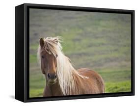 Islandic Horse with Flowing Light Colored Mane, Iceland-Joan Loeken-Framed Stretched Canvas